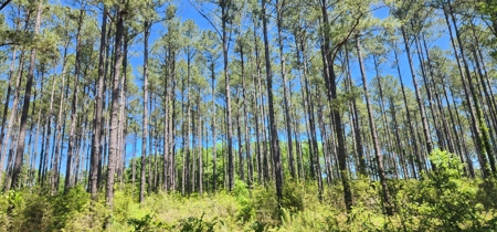 249 +/- Acres off Hwy 84 between Elba and New Brockton - image 15