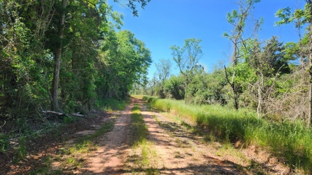 249 +/- Acres off Hwy 84 between Elba and New Brockton - image 32