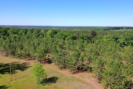 249 +/- Acres off Hwy 84 between Elba and New Brockton - image 22
