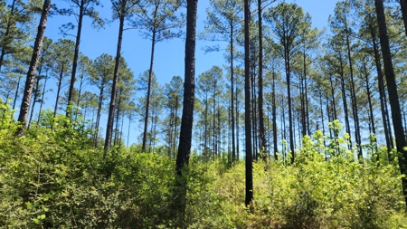 249 +/- Acres off Hwy 84 between Elba and New Brockton - image 12