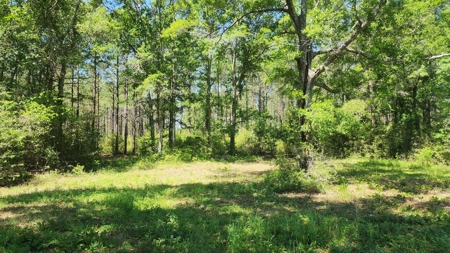249 +/- Acres off Hwy 84 between Elba and New Brockton - image 8
