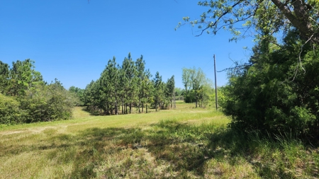 249 +/- Acres off Hwy 84 between Elba and New Brockton - image 7