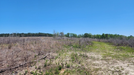 249 +/- Acres off Hwy 84 between Elba and New Brockton - image 38