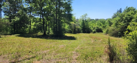 249 +/- Acres off Hwy 84 between Elba and New Brockton - image 13