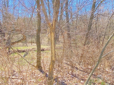 Tract 3 of 5, Hammack Family Land Auction - image 17