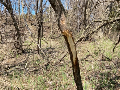 Tract 3 of 5, Hammack Family Land Auction - image 19