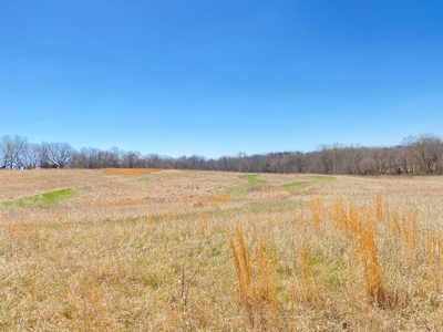 Tract 4 of 5, Hammack Family Land Auction - image 6