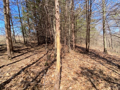 Tract 4 of 5, Hammack Family Land Auction - image 8