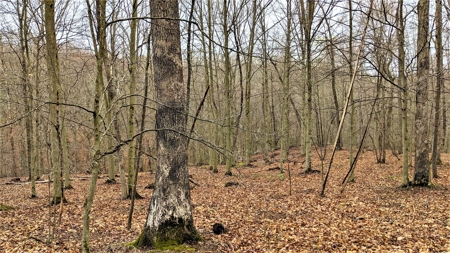 95 Acres in The Hocking Hills of Ohio - image 7