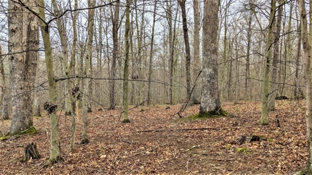 95 Acres in The Hocking Hills of Ohio - image 5