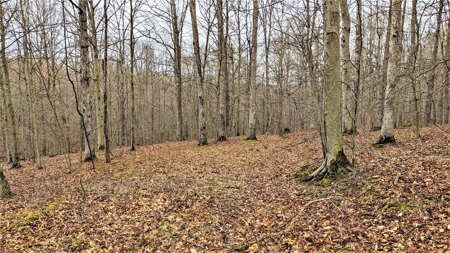 95 Acres in The Hocking Hills of Ohio - image 6