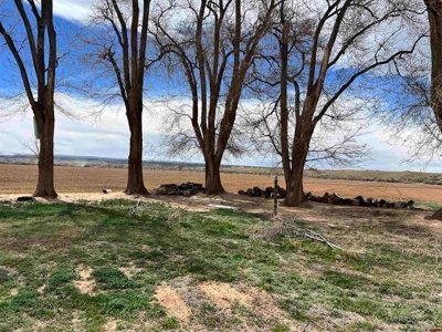 40 acre Farm in Olathe, Colorado with irrigation. - image 13
