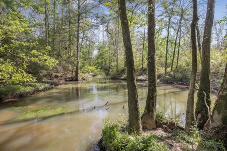 1250 Acre Timberland Lodge on the Tickfaw River South MS - image 40