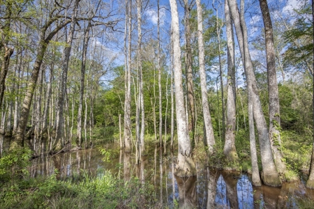 1250 Acre Timberland Lodge on the Tickfaw River South MS - image 37