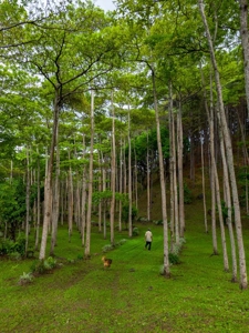 32 Hectares reforested land with water | Laguna San Carlos - image 11
