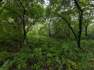 32 Hectares reforested land with water | Laguna San Carlos - image 17