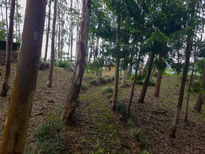 32 Hectares reforested land with water | Laguna San Carlos - image 16