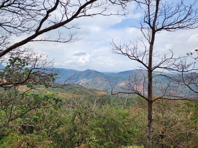 32 Hectares reforested land with water | Laguna San Carlos - image 28