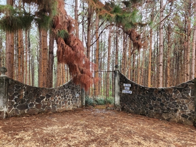 32 Hectares reforested land with water | Laguna San Carlos - image 24