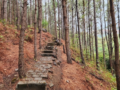 32 Hectares reforested land with water | Laguna San Carlos - image 26