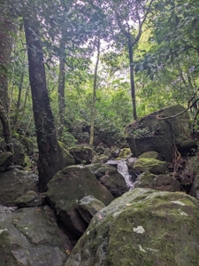 32 Hectares reforested land with water | Laguna San Carlos - image 35