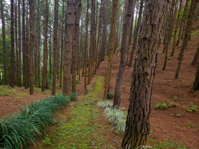 32 Hectares reforested land with water | Laguna San Carlos - image 14