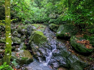 32 Hectares reforested land with water | Laguna San Carlos - image 19