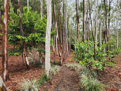 32 Hectares reforested land with water | Laguna San Carlos - image 27