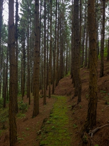 32 Hectares reforested land with water | Laguna San Carlos - image 15