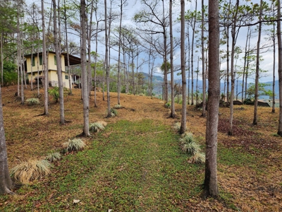 32 Hectares reforested land with water | Laguna San Carlos - image 29