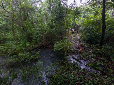 32 Hectares reforested land with water | Laguna San Carlos - image 18
