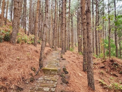 32 Hectares reforested land with water | Laguna San Carlos - image 25