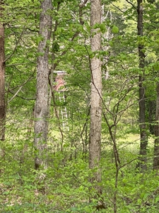 Hunting, Recreational & Timberland Tract For Sale in KY - image 9