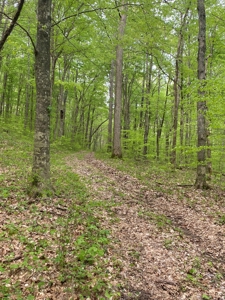 Hunting, Recreational & Timberland Tract For Sale in KY - image 35