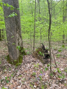 Hunting, Recreational & Timberland Tract For Sale in KY - image 46