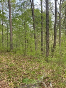 Hunting, Recreational & Timberland Tract For Sale in KY - image 38