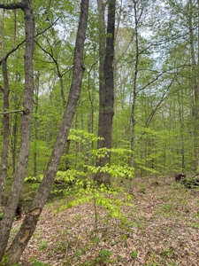 Hunting, Recreational & Timberland Tract For Sale in KY - image 41