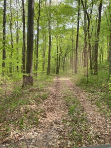Hunting, Recreational & Timberland Tract For Sale in KY - image 4