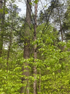 Hunting, Recreational & Timberland Tract For Sale in KY - image 40