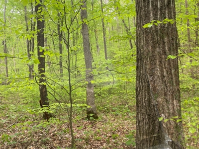 Hunting, Recreational & Timberland Tract For Sale in KY - image 42