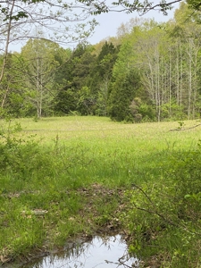 Hunting, Recreational & Timberland Tract For Sale in KY - image 3