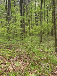 Hunting, Recreational & Timberland Tract For Sale in KY - image 37