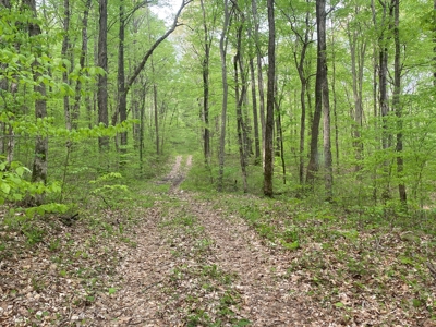 Hunting, Recreational & Timberland Tract For Sale in KY - image 32