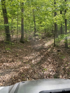 Hunting, Recreational & Timberland Tract For Sale in KY - image 8