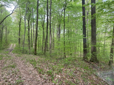 Hunting, Recreational & Timberland Tract For Sale in KY - image 31