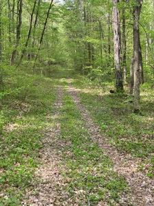Hunting, Recreational & Timberland Tract For Sale in KY - image 16