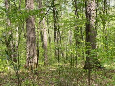 Hunting, Recreational & Timberland Tract For Sale in KY - image 15