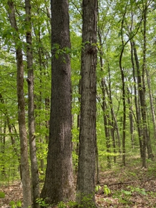 Hunting, Recreational & Timberland Tract For Sale in KY - image 12