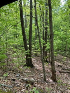 Hunting, Recreational & Timberland Tract For Sale in KY - image 7