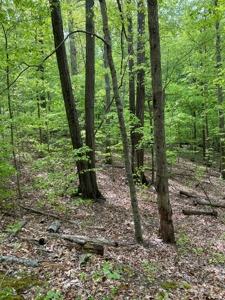Hunting, Recreational & Timberland Tract For Sale in KY - image 6
